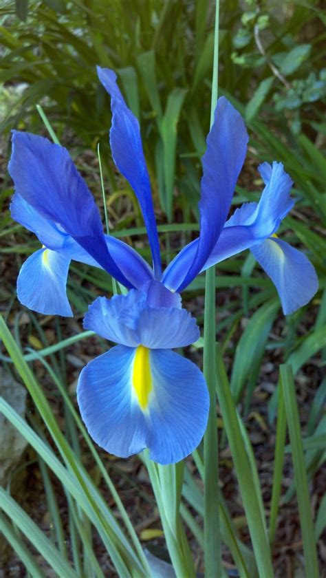 Of springfield, missouri, passed away on august 20, 2021. Feeling blue! | Flower garden, Feeling blue, Flowers