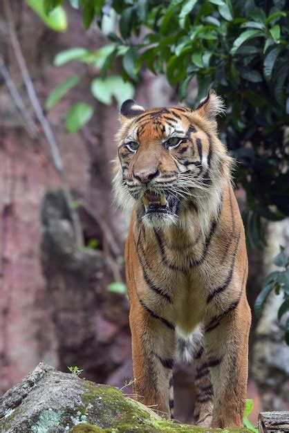 Premium Photo Portrait Of A Sumatran Tiger