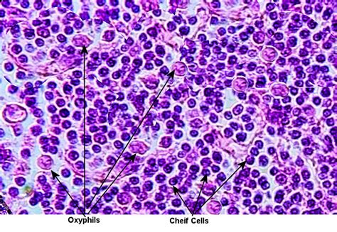 Parathyroid Gland Histology