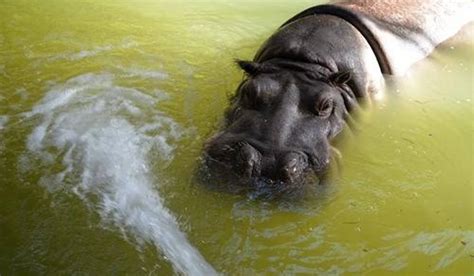 Nie żyje hipopotam hipolit z chorzowskiego zoo. Nie żyje hipopotam Hipolit z chorzowskiego zoo. Był ...