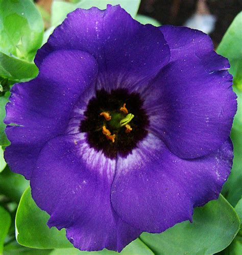 Purple Flower 1 Photograph By Todd Zabel Pixels