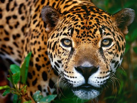 Belize Big Cats List Five Beautiful Species