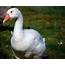 Take A Gander The New Goose Arrival Guide  Open Sanctuary Project