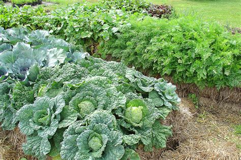 Straw Bale Gardening Gives Gardeners A Head Start