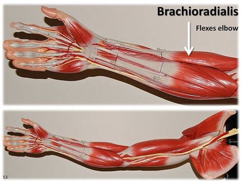 This is a free printable worksheet in pdf format and holds a printable version of the quiz full body muscular anatomy. photo