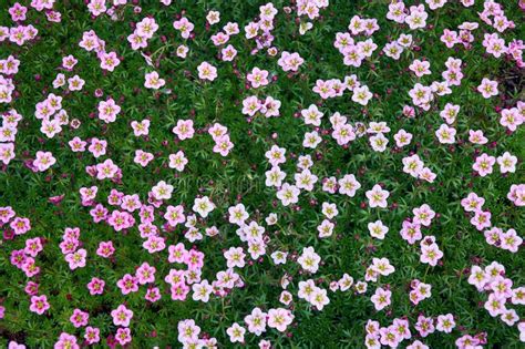 Background Carpet Of Pink Spring Green Ground Cover Flowers Alpine