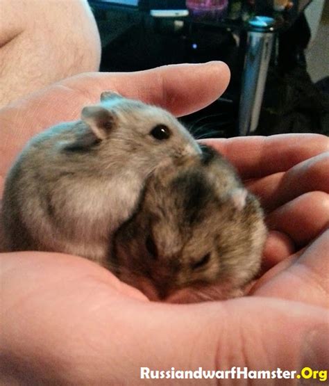 Can Russian Dwarf Hamsters Live Together