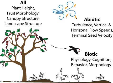 Seed Dispersal Ecology Under Global Change