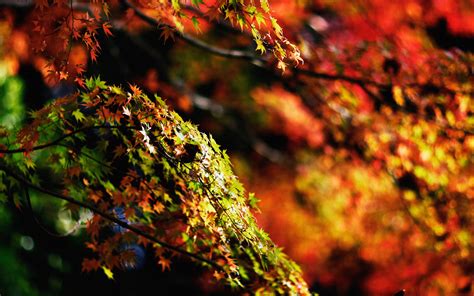 Mh97 Japanese Maple Tree Fall Nature