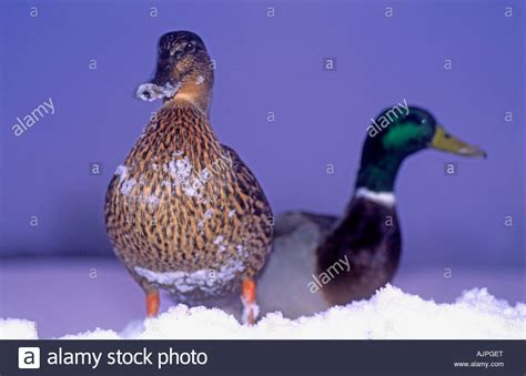 Two Mallard Ducks In Snow Stock Photo Alamy