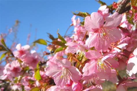 Difference Between Cherry Blossom Sakura And Plum Blossom Ume