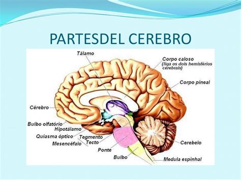 Anatomia Del Cerebro