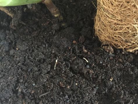 Tiny White Wormscaterpillars In Houseplant Soil