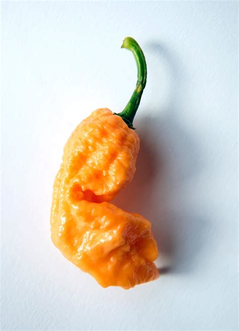 Oct 04, 2020 · top 10 hottest peppers in the world 1. Scoville scale: The hottest chillies in the world- in ...