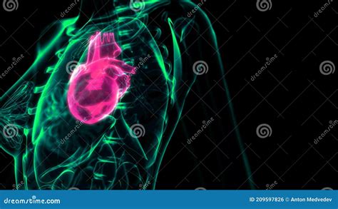 Cg Medical 3d Illustration Human Heart Problems Xray Scan Stock