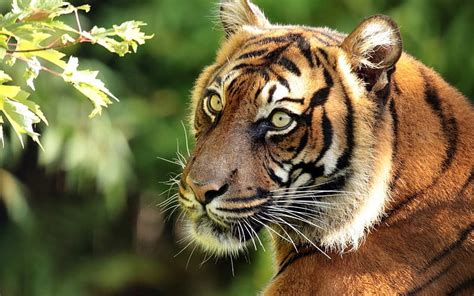 Tigers Sumatran Tiger Predators Hd Wallpaper Peakpx