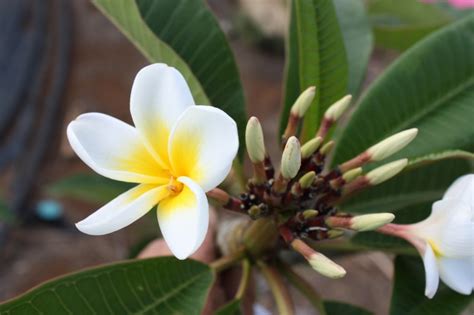 Home Fancy Frangipanis
