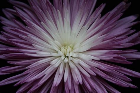 Purple Starburst Flower Dm Photography Photography Flowers Plants And Trees Flowers Other