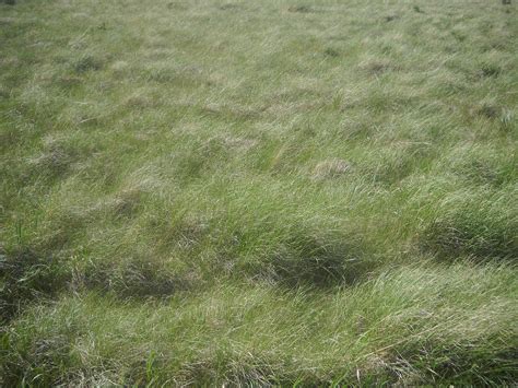 Filegrasses In The Valles Caldera 2014 06 26 Wikimedia Commons