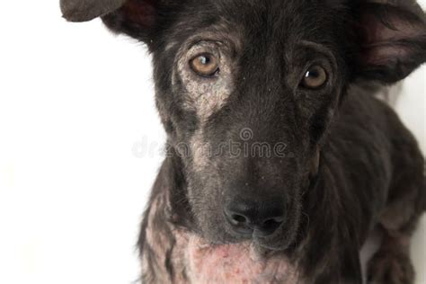 Problema Di Pelle Malato Di Lebbra Del Cane Del Primo Piano Fotografia Stock Immagine Di