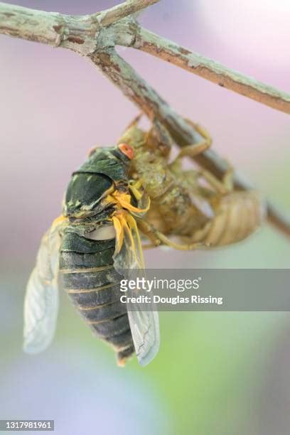 Locust Vs Cicada Photos And Premium High Res Pictures Getty Images