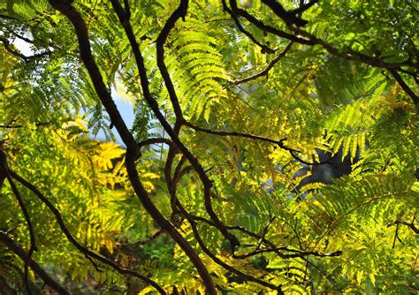 Green Foliage Free Photo Download Freeimages
