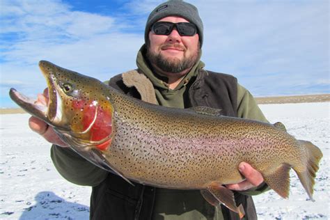 Trout Fishing Guide In Colorado