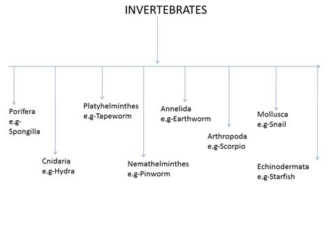 Classification of Animals (Invertebrates) | biology made easy