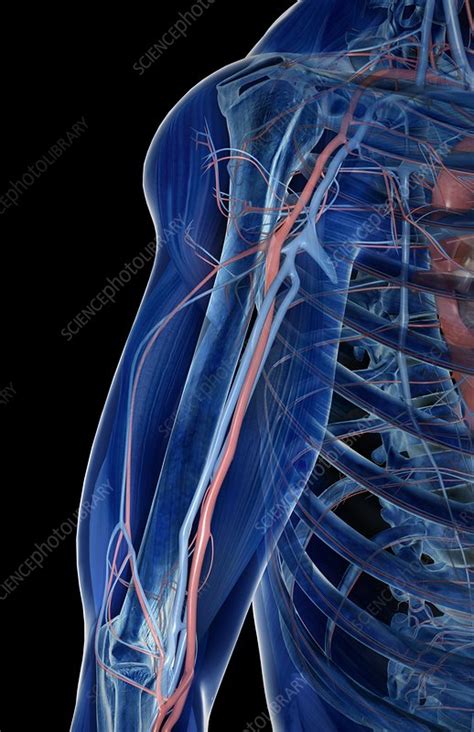 The Blood Vessels Of The Upper Arm Stock Image C0082461 Science
