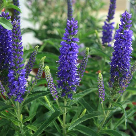 Here at jackson & perkins, we offer a wide selection of perennials for sale. Southern Living Plant Collection 2.5 Qt. Dark Blue Moody ...