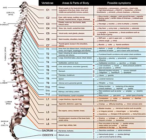 Free Printable Spinal Nerve Charts Function And Diagram Pdf