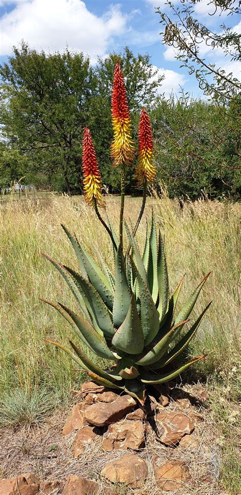 Aloe Hybrid Johans Hybrids Vaal Retreat March 2019 Low Water