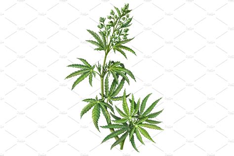 Cannabis Plant Drawing Isolated Custom Designed Illustrations