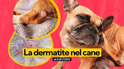 Dermatite Cane Sintomi E Trattamento Mondopets It Sexiz Pix