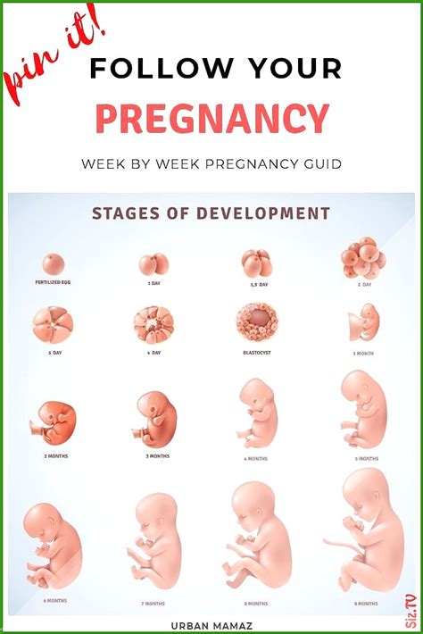 Guide Week By Week Of Pregnancy Stages Of Pregnancy Guide Week By Week