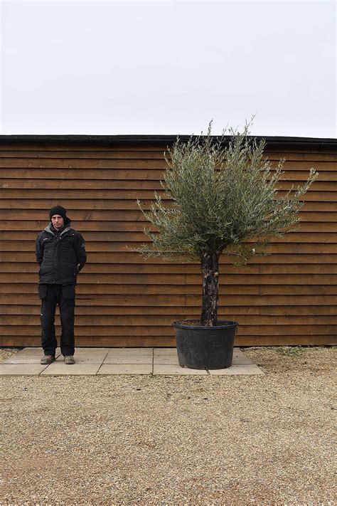 Small Multi Stem Olive Tree No 364 Olive Grove Oundle