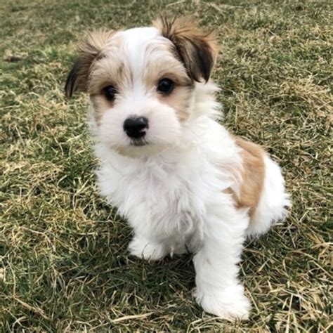 How much are morkie puppies for sale in florida? Morkie Puppies For Sale In Florida From Vetted Breeders
