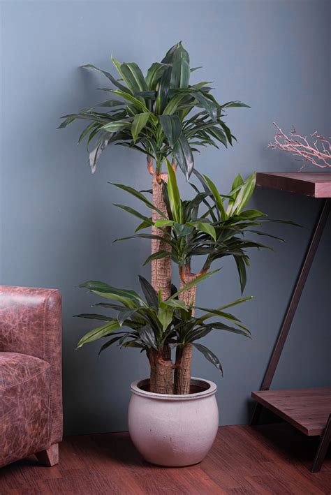 Detta anche dracaena fragrans , il tronchetto è una pianta sempreverde originaria dell'africa tropicale con foglie strette, dalla forma appuntita e un tronco che può raggiungere i sei metri d'altezza, che si riducono a due se coltivata in casa. TRONCO DELLA FELICITA' 150 CM C/VASO