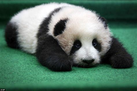 Adorable Giant Panda Cub Falls Asleep During Debut At A Malaysian Zoo