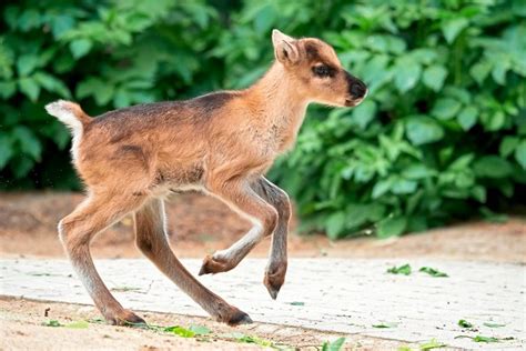 There are about 14 miles of mainly gravel trails. Tiergarten Schönbrunn öffnet am Freitag mit Rentier-Babys ...