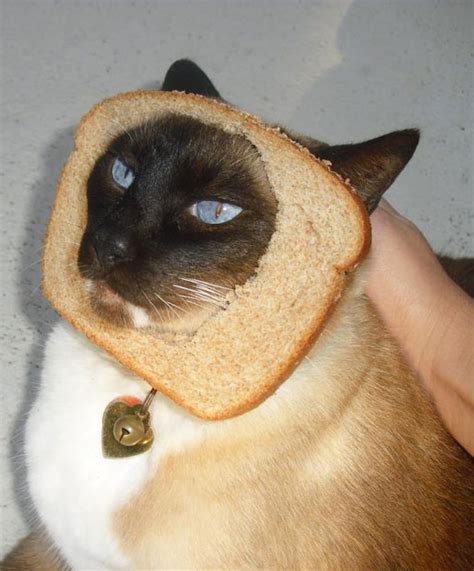 The Latest Internet Craze Pet Cats With A Slice Of Bread On Their Heads
