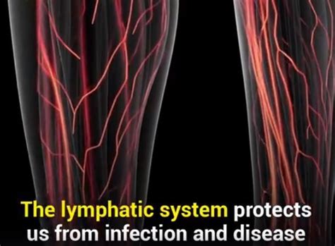 So Often In Clinic I Talk About The Lymphatic System And Its Role In Our Immune System Detox