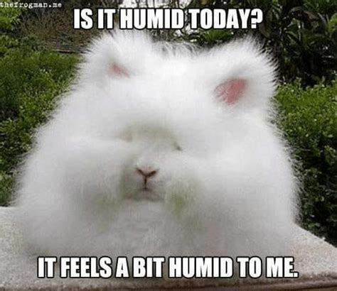 Humid Or Not Humid — That Is The Question