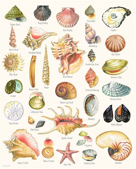 Seashell Print Shell Varieties Print Shell Chart Summer Etsy