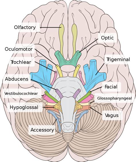 Cranial Nerves A Cranial Nerves Anatomy Nerve Anatomy Human Anatomy