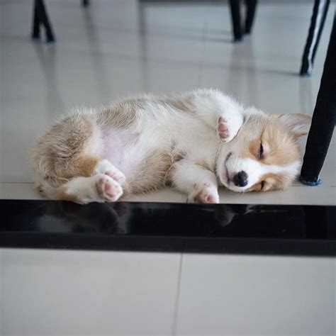 #dog #dog training #puppy #puppy sleeping #puppy tired #puppy training #when not to train your i really want to get water but my puppy is sleeping on me aaaguguyg i don't know what to do??? Pin on The cuteness is real
