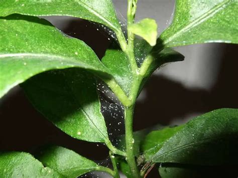 Spider Mites Life Cycle Infection Treatment And Prevention