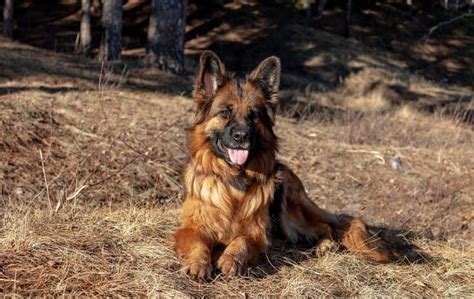 The limited ingredient diets (lid) line of dog food by natural balance is suitable for german shepherds with food sensitivities. A German Shepherd's Diet: What Foods They Can & Can't Eat ...