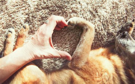 Does My Dog Love Me? Signs And Science | Dogviously