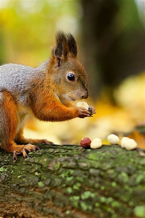 Wallpaper Squirrel Eat Nuts 2880x1800 Hd Picture Image